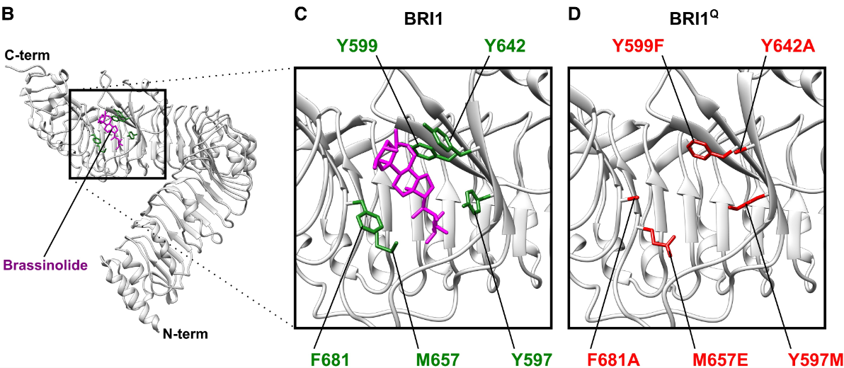 Selection of the essential residues for BR binding in the BRI1 ectodomain.