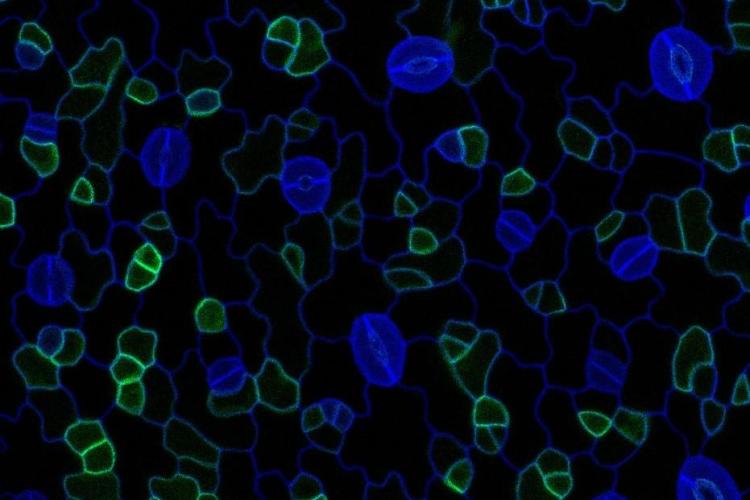 Integration and Specificity of Brassinosteroid Signalling